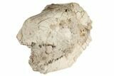 Unprepared Oreodont (Merycoidodon) Skull - South Dakota #192509-2